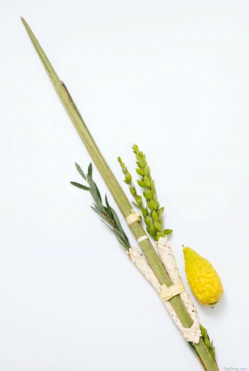 Lulav and Etrog set from Israel