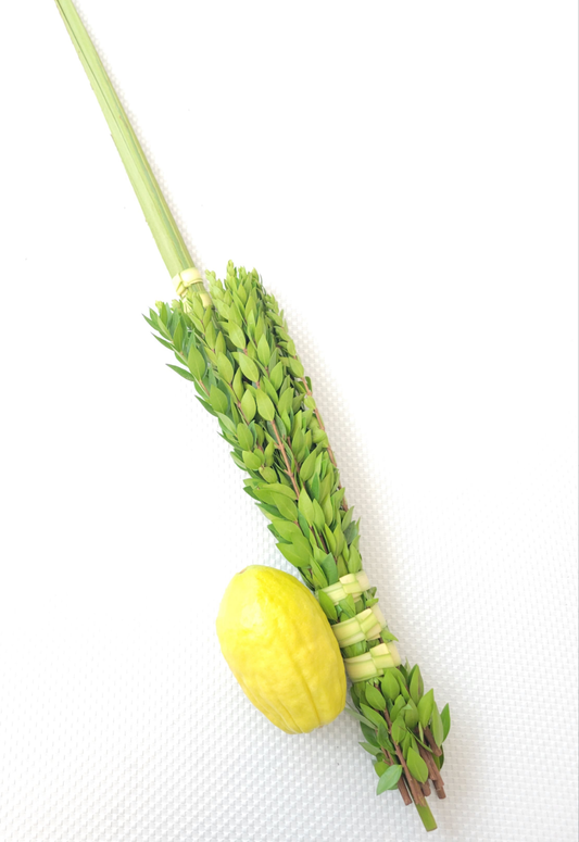 Lulav & Etrog set from Calabria-Italy (Yanover)