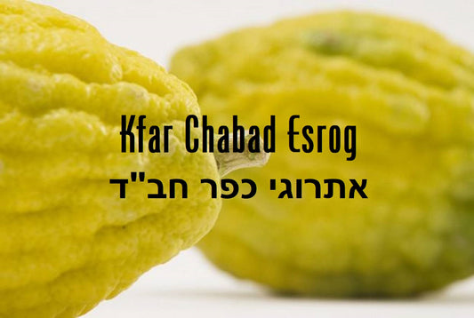 Standard Lulav and Etrog set from Israel - Kfar Chabad